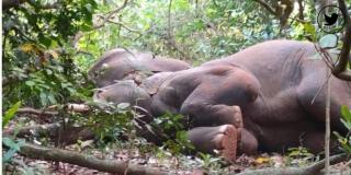 Sekawanan Gajah di India Teler Setelah Minum Air Tuak