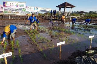 HUT Ke-19 Lingga, Dinas Pertanian Tanam Padi Serentak di Lima Lokasi