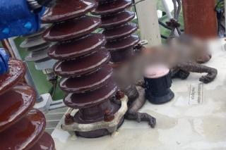 Ulah Monyet Nakal Bikin Listrik di Bintan Padam