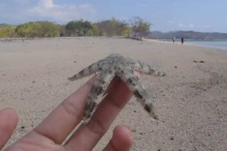 7 Hewan yang Hidup Tanpa Otak, Ada Bintang Laut hingga Teripang