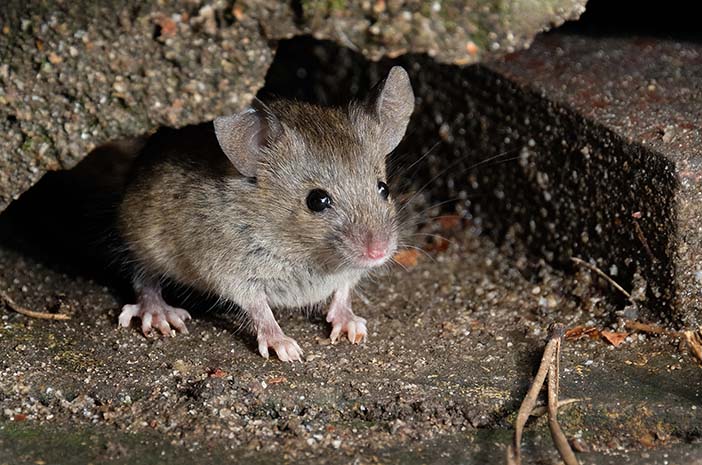 New York Buka Lowongan untuk Pembasmi Tikus, Gajinya Rp 2,6 Miliar