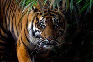 Pelaku Illegal Logging Tewas Diterkam Harimau di Siak