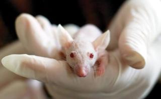 Cerita Zulfikar, Raup Cuan Puluhan Juta Tiap Bulan dari Bisnis Tikus