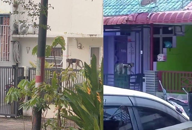 Seekor Monyet Berbaju Hitam Keliaran Resahkan Warga Perumahan di Batam