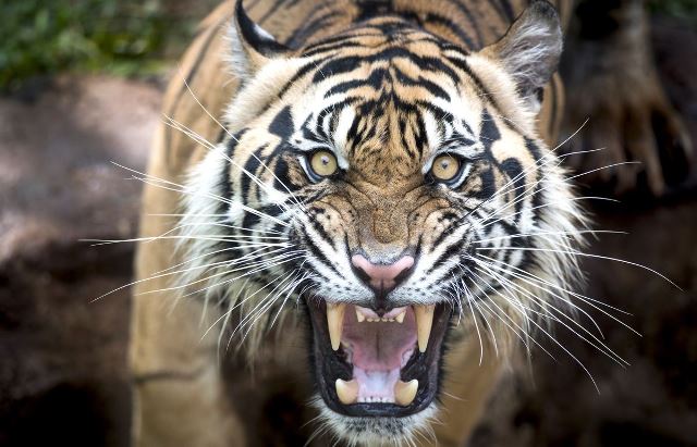 Sedang Tidur Lelap, Pekerja di Indragiri Hilir Diterkam Harimau