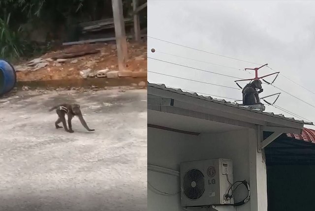 Hati-hati Gigitan Monyet Lepas di Dotamana Batam, Warga Bingung Mau Menangkap