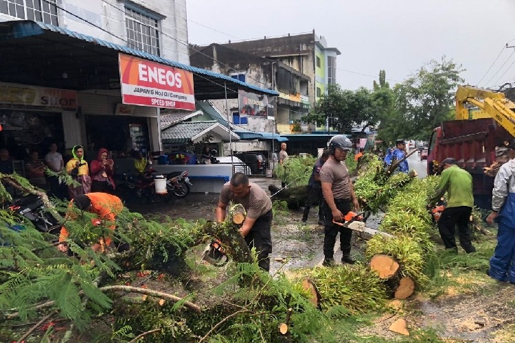 Respon Cepat Polisi di Tanjungpinang Evakuasi Pohon Tumbang Tutupi Jalan Raya