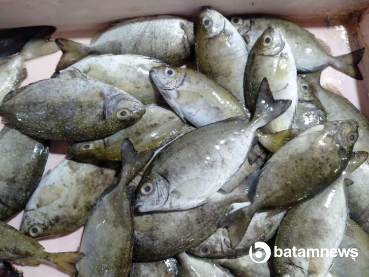 Ikan Dingkis, Menu Pembawa Keberuntungan Bagi Tionghoa di Kepri saat Imlek