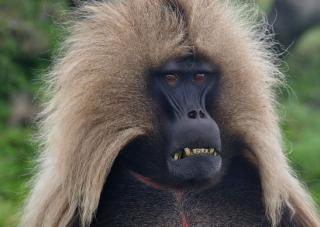 Monyet Lepas Gigit Balita Hingga Pendarahan di Batam, Stok Obat Rabies Habis