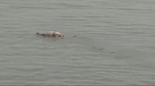 Tenggelam 2 Hari, Jasad Bayi Utuh Diantar Buaya ke Tepi Sungai Mahakam