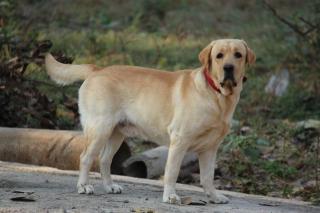 Seekor Anjing Tembak Majikannya Hingga Tewas