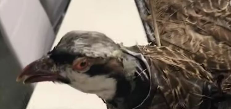 Burung Mati Ini Diawetkan dan Dirancang Kembali untuk Dibuat Drone