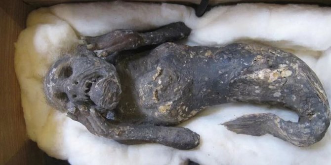 Misteri Mumi Putri Duyung Berusia 300 Tahun Akhirnya Terungkap