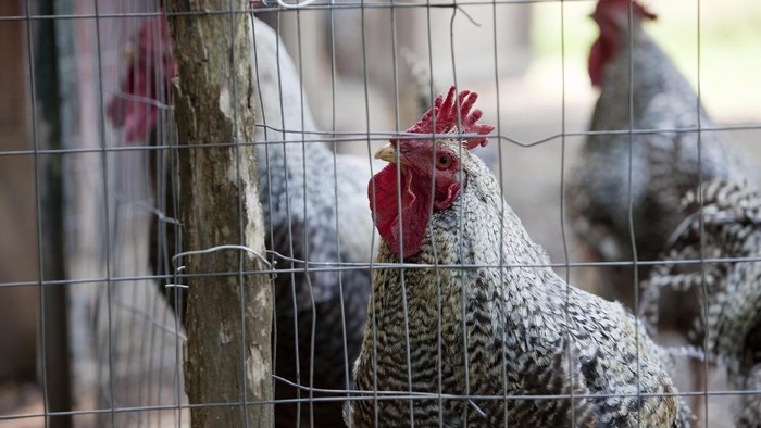 Kasus Kematian Pertama Flu Burung H5N1, Gadis 11 Tahun di Kamboja Meninggal