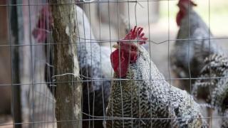 Kasus Kematian Pertama Flu Burung H5N1, Gadis 11 Tahun di Kamboja Meninggal