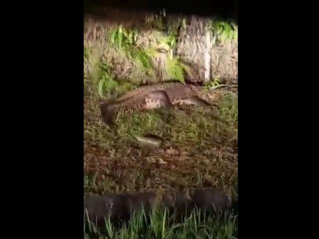 Viral Video Penampakan Buaya di Hutan dekat Bandara Hang Nadim
