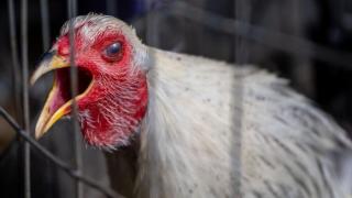 Ditemukan Lagi, Wanita Usia 53 Tahun di China Positif Flu Burung!