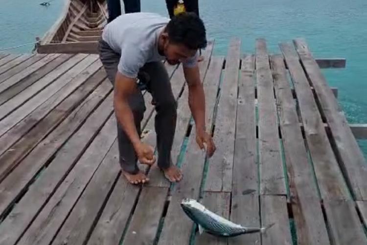 Warga Natuna Panen Ikan Tongkol di Depan Rumah