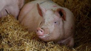 Balai Karantina Cek Peternakan Babi di Pulau BulanÂ Batam Gegara Virus Babi Afrika Dilaporkan Singapura
