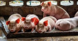 Singapura Stop Impor Babi dari Pulau Bulan Batam setelah Ditemukan Virus Babi Afrika