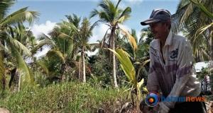 Nestapa Petani Kelapa Inhil, Dulu Andalan Kehidupan  Kini Sekadar â€œLepas Makanâ€ 