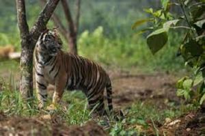 Tim Patroli di Siak Terus Berupaya Menangkap Harimau yang Menyerang Petani