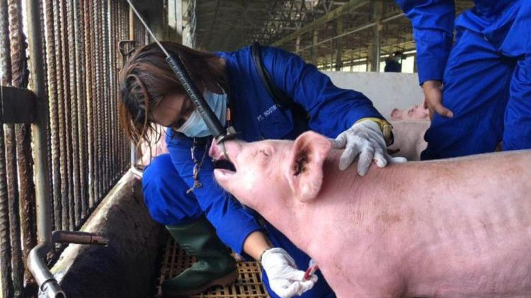 Temuan Flu Babi di Pulau Bulan Batam, Ini Beberapa Fakta Singapura Menghentikan Impor Babi dari Sana