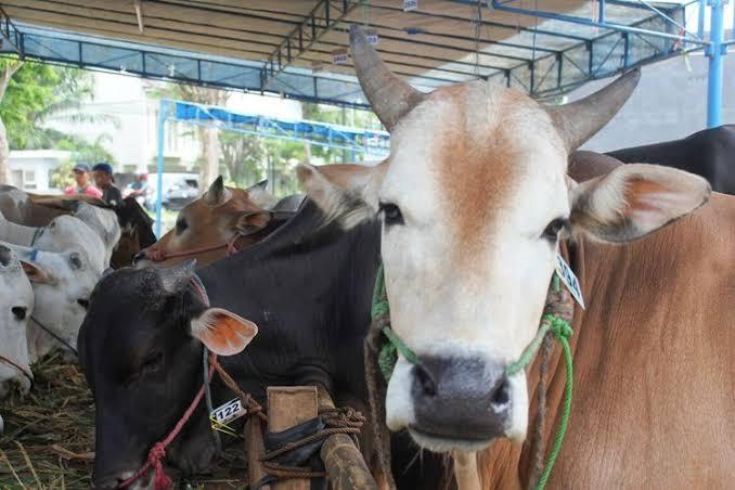 Antusias Warga Berkurban Meningkat, Harga Sapi di Batam Capai Rp 28 Juta Per Ekor