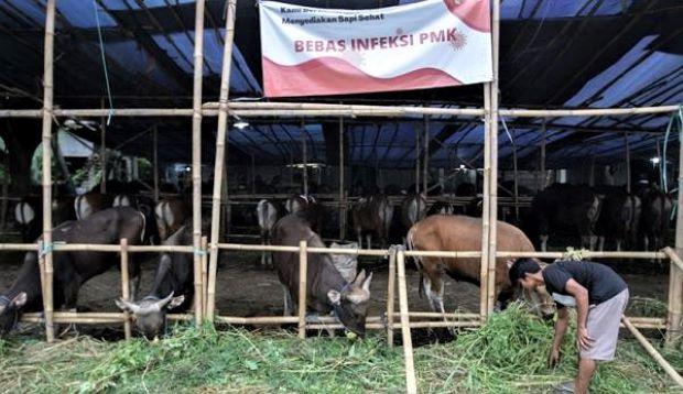 Hewan Kurban di Batam Dikenakan Karantina Selama 3 Hari untuk Mencegah Penyebaran Penyakit Menular