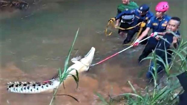 Nyaris Digigit, Akhirnya Petugas Damkar Kota Padang Berhasil Menaklukan Buaya Raksasa di Sungai