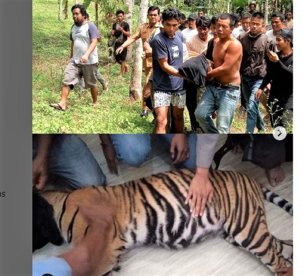 Tragis, Harimau Sumatera Mati Terkena Jerat Babi di Perkebunan Warga Pasaman