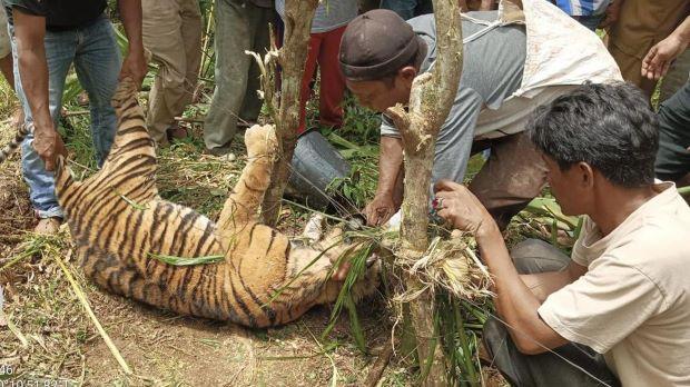 Duka Harimau Sumatra: Peringatan Terhadap Penggunaan Jerat Babi