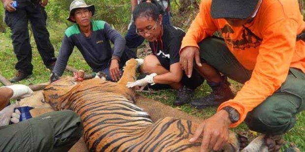 Konflik Meningkat: Harimau vs Manusia di Inhil Diperparah oleh Pembalakan Liar yang Marak