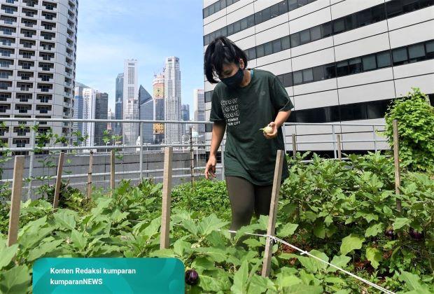 Cuaca Panas Ganggu Produksi Pertanian di Singapura: Tanaman Rusak dan Hasil Ternak Menurun