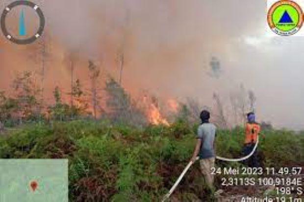 Kebakaran Lahan Perkebunan Sawit di Pesisir Selatan Sumbar Meluas, Pemadaman Terkendala Akses dan Peralatan