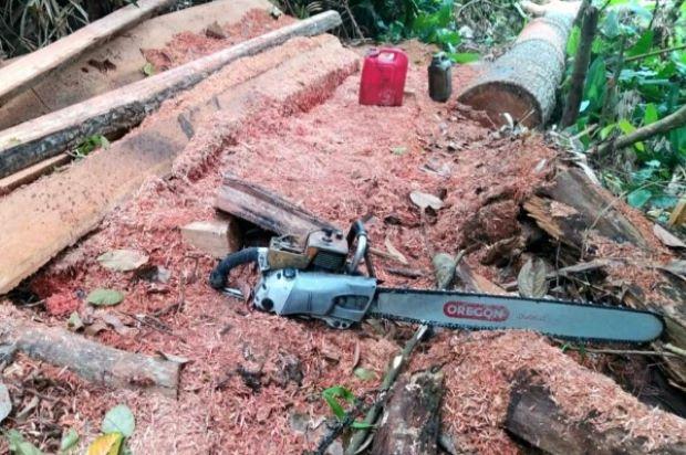 Gakkum LHK Tangkap 4 Pelaku Pembalakan Liar di Wilayah Resort Lahai, Riau