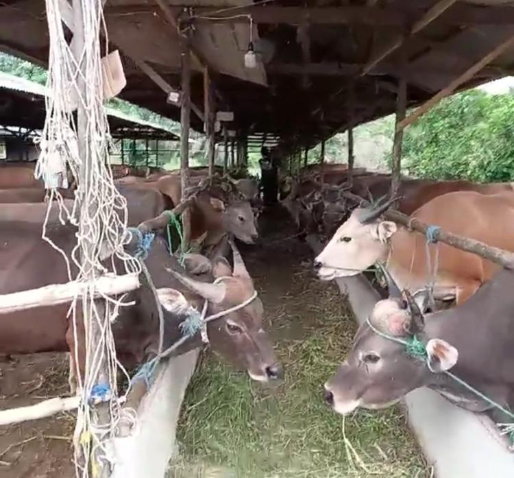 Kebutuhan Hewan Kurban Pekanbaru Diprediksi Capai 9.000 Ekor