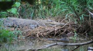Lagi dan lagi Buaya Menerkam Warga di Kabupaten Kepulauan Meranti, Riau