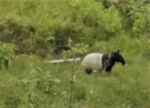 Tapir Langka Terlihat di Lembah Gumanti, BKSDA Sumbar Minta Masyarakat Melestarikan Satwa Dilindungi