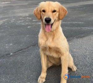 Marak Penculikan Anjing di Batam, Golden Retriever Usia Setahun Diduga Diculik dan Diracun