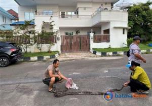 Kapolsek Sekupang dan Warga Bersatu Tangkap Ular Phyton dalam Aksi Penuh Keberanian