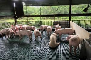 Singapura Siap Mengimpor Karkas Babi dari Pulau Bulan Setelah Temuan Demam Babi Afrika