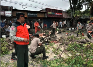 Dampak Cuaca Ekstrem di Sumbar: Satu Orang Meninggal Tertimpa Pohon Tumbang di Padang