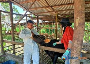Kekurangan Hewan Kurban di Bintan, DKPP Rencana "Impor" dari NTT