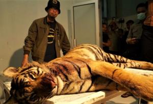 Harimau Sumatra Meninggal Akibat Perangkap Babi di Pasaman: Hasil Nekropsi Membuka Fakta