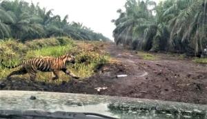 Tragedi Maut di Hutan Inhil, Riau; Arbain Tewas Diserang Harimau Sumatera