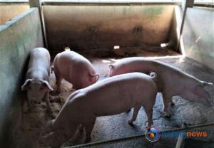 DKPP Bintan Melarang Masuknya Daging Babi dari Daerah Tertular ASF Demi Keamanan Wilayah