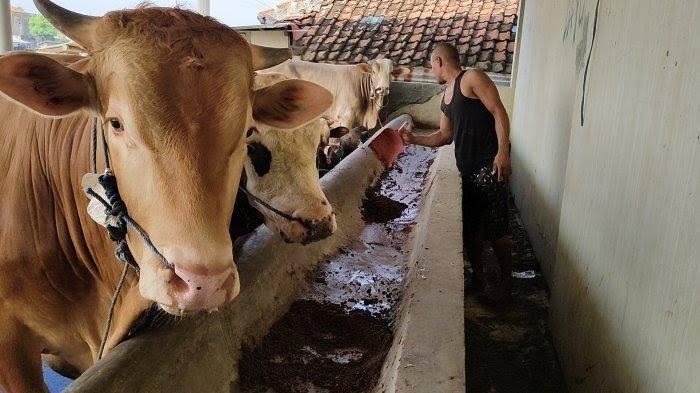 Harga Sapi Kurban di Anambas Capai Rp 18 Juta