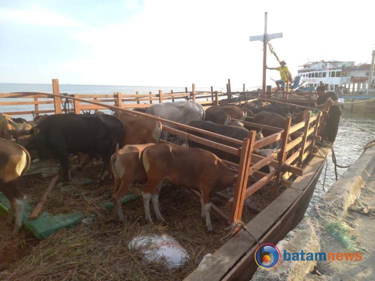 Penuhi Pasokan Hewan Kurban, Karimun Tambah Pasokan Sapi dari Natuna
