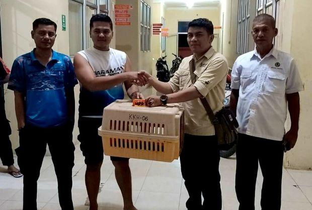 BKSDA Sumbar Evakuasi 3 Ekor Kucing Hutan Temuan Warga